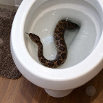 Zodiac Signs When They Discover a Live Snake Inside Their Toilet: Who Runs Away—and Who Tries to Catch It?