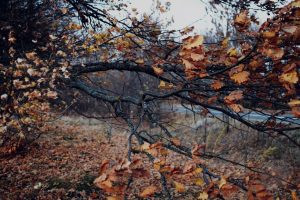 November 2026 Horoscope for All Zodiac Signs: Taurus Faces Change, Capricorn Moves Forward