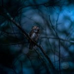 Why Is It Considered Bad Luck to Hear an Owl at Night? The Ancient Warning of Death