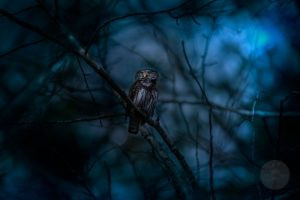 Why Is It Considered Bad Luck to Hear an Owl at Night? The Ancient Warning of Death