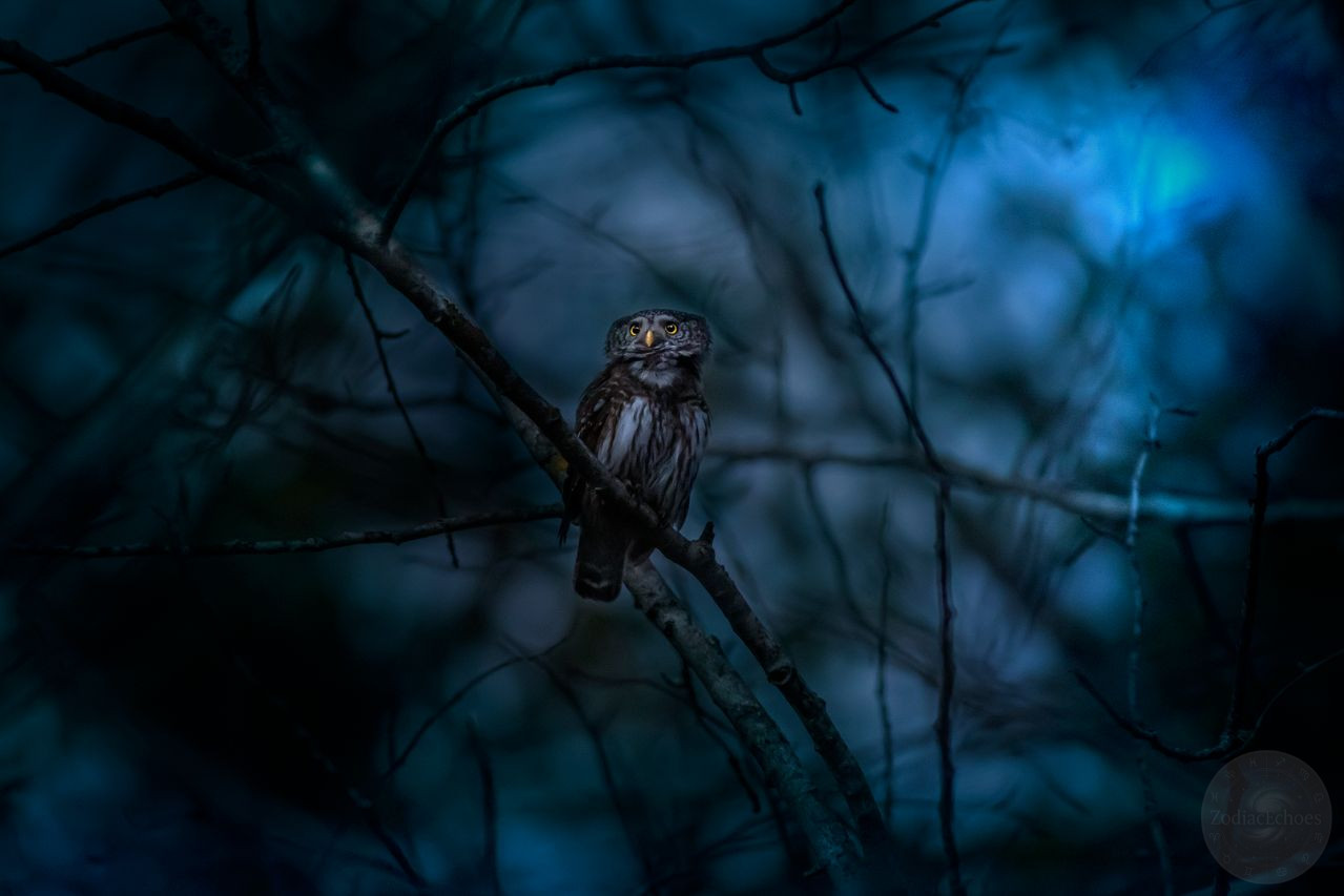 Why Is It Considered Bad Luck to Hear an Owl at Night? The Ancient Warning of Death