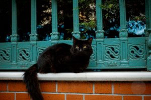 Why Are Black Cats Considered Unlucky? The Dark History Behind the Superstition