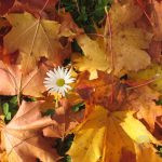 October 2026 Luck and Risks by Zodiac Sign