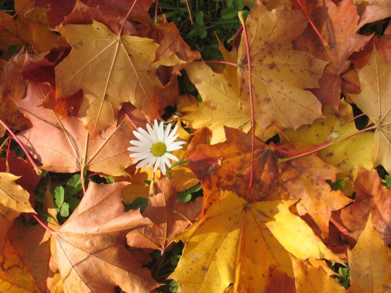 October 2026 Luck and Risks by Zodiac Sign