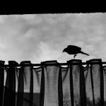 Why Did People Believe That a Bird Flying Into the House Predicted Death?