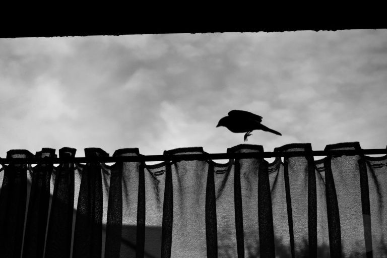 Why Did People Believe That a Bird Flying Into the House Predicted Death?